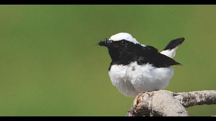 Finsch`s Wheatear