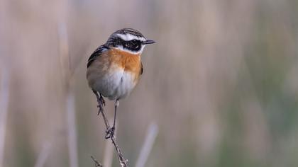 Whinchat