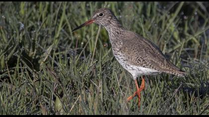 Common Redshank