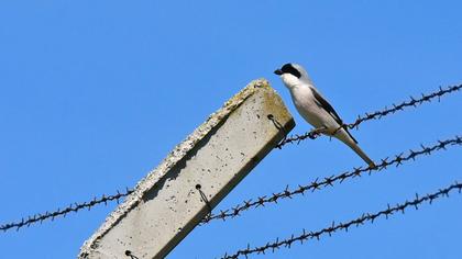 Lesser Grey Shrike
