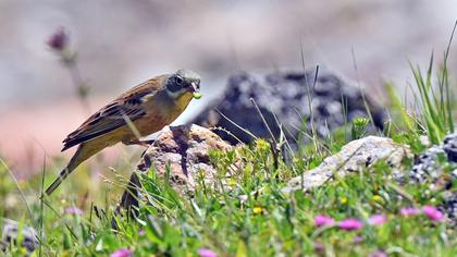 Ortolan Bunting