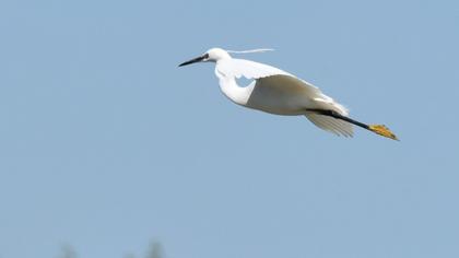 Little Egret