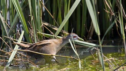 Little Crake