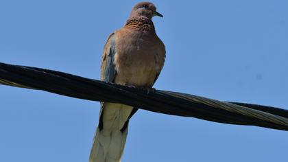 Laughing Dove