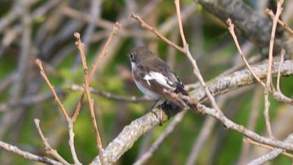 European Pied Flycatcher