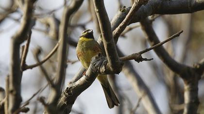 Cirl Bunting