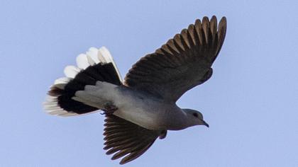 European Turtle Dove