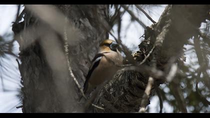 Hawfinch