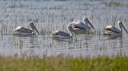 Dalmatian Pelican
