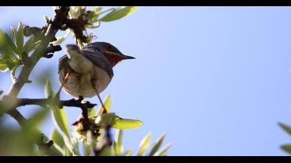 Subalpine Warbler