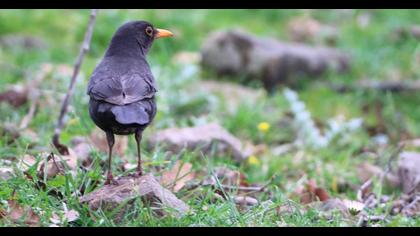 Common Blackbird