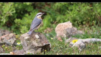 Northern Wheatear