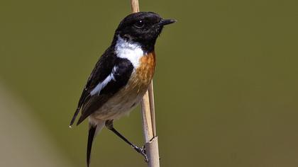 Siberian Stonechat