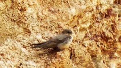Eurasian Crag Martin