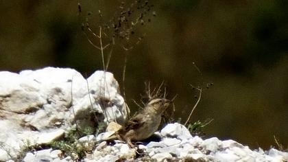 Rock Sparrow