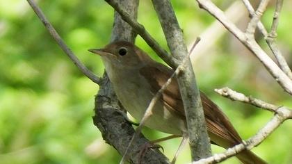 Common Nightingale