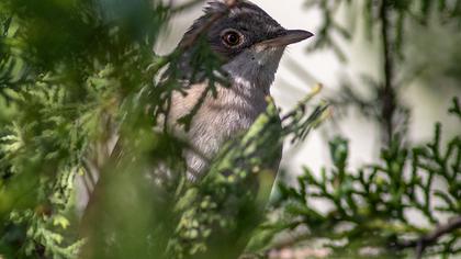 Akgerdanlı ötleğen