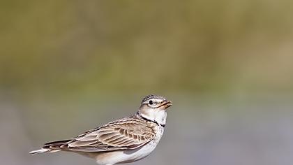 Calandra Lark
