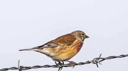 Common Linnet
