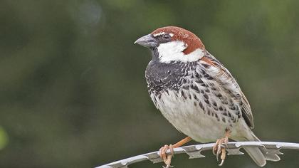 Spanish Sparrow