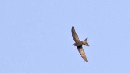 Pallid Swift