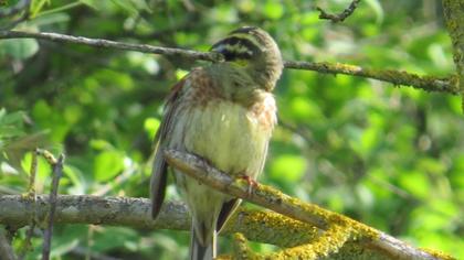 Cirl Bunting