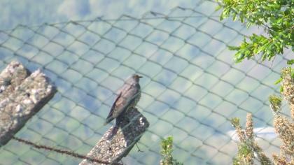 Common Cuckoo