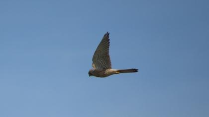Common Kestrel