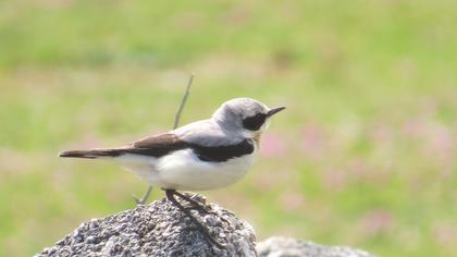 Northern Wheatear