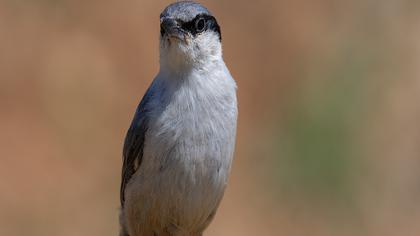 Western Rock Nuthatch