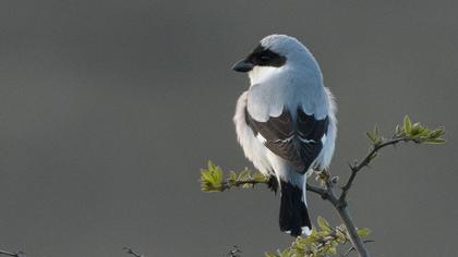 Lesser Grey Shrike