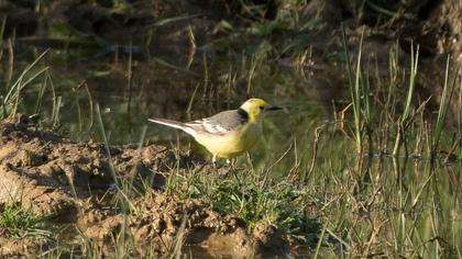 Citrine Wagtail