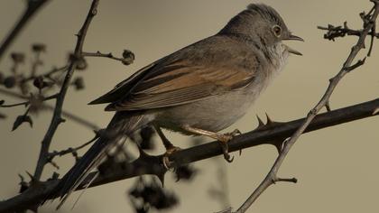 Common Whitethroat