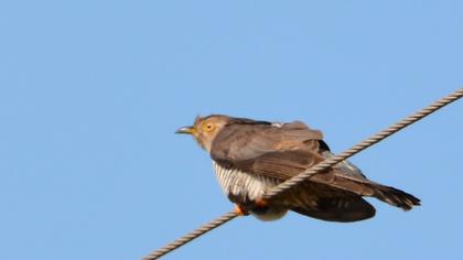 Common Cuckoo