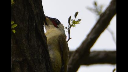 European Green Woodpecker