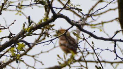 Hawfinch