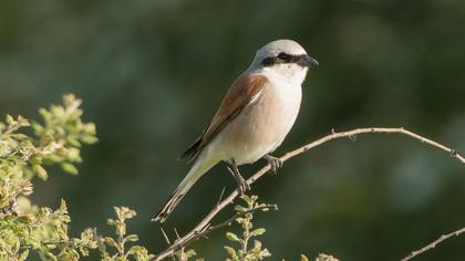 Kızılsırtlı örümcekkuşu