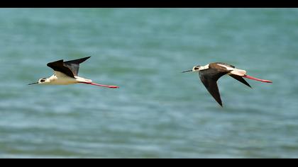 Black-winged Stilt