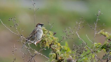 Spanish Sparrow