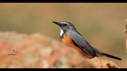 White-throated Robin