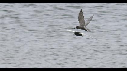 Black Tern