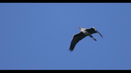 Grey Heron