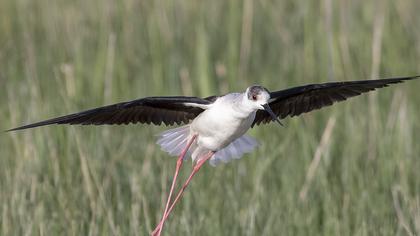 Black-winged Stilt