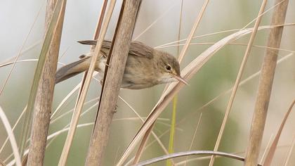Eurasian Reed Warbler
