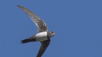 Alpine Swift