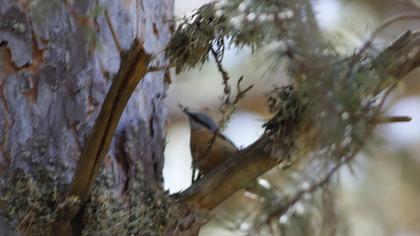 Eurasian Nuthatch