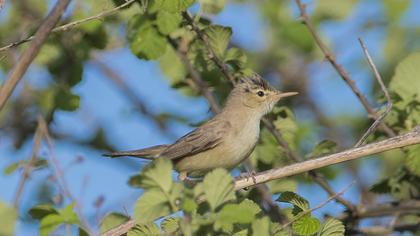 Eastern Olivaceous Warbler