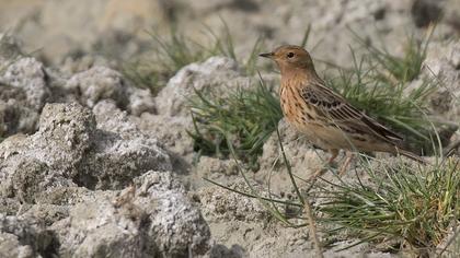 Red-throated Pipit