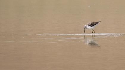 Common Greenshank