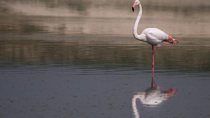 Greater Flamingo